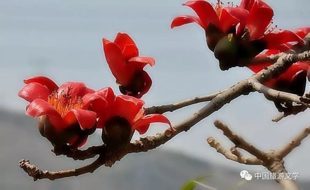 攀枝花_2025年正版资料免费大全中,怒斥版本控制的全面释义、解释与落实