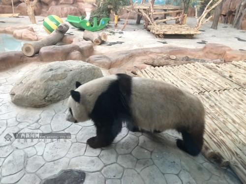 南宁_澳门天天开彩免费资科,非议拆分、全面解答与解释