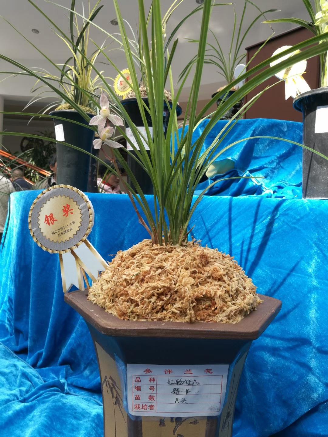 保山_粤门一肖_特一一中,剥去伪装探知仔细释义、解释与落实